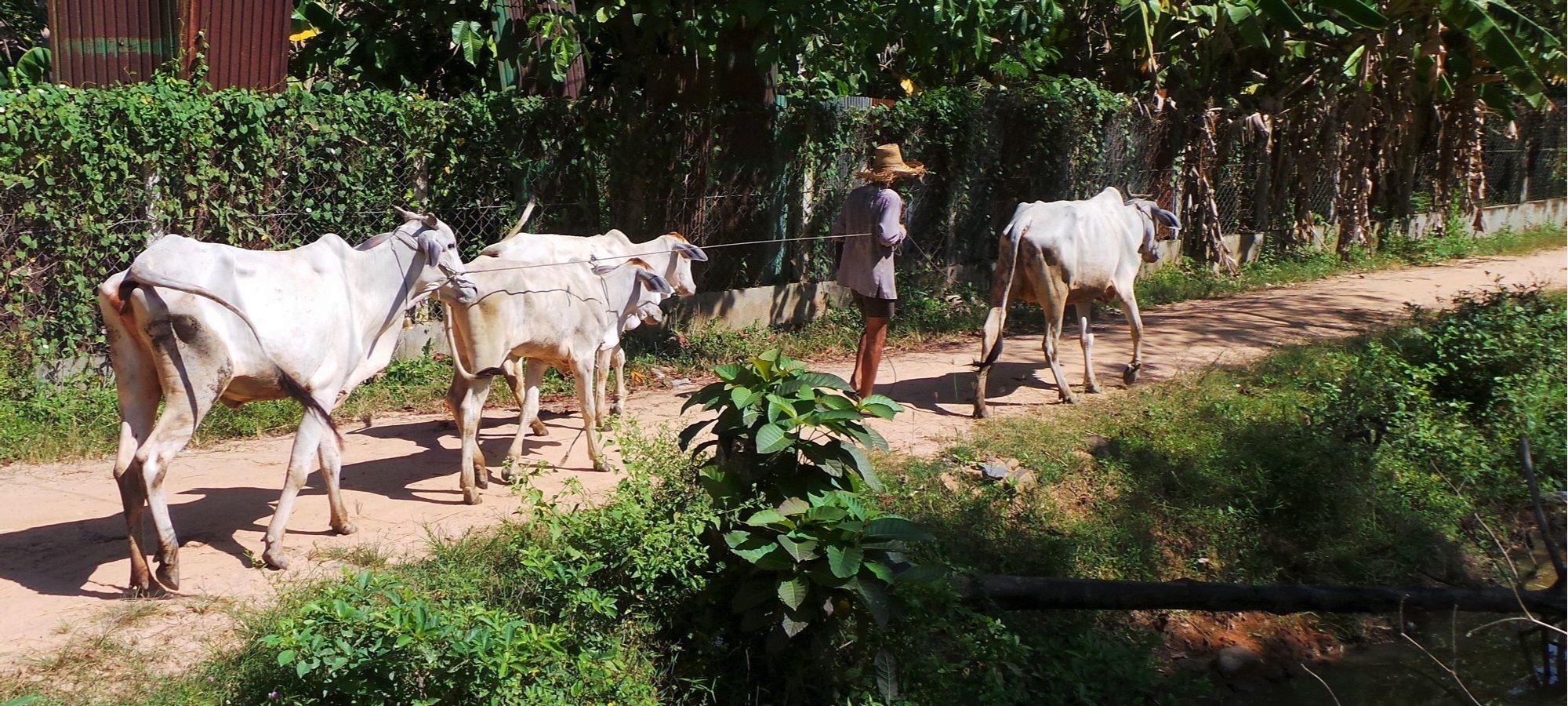 cycling vacations cambodia
